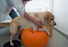 Confira os benefícios da fisioterapia para cães