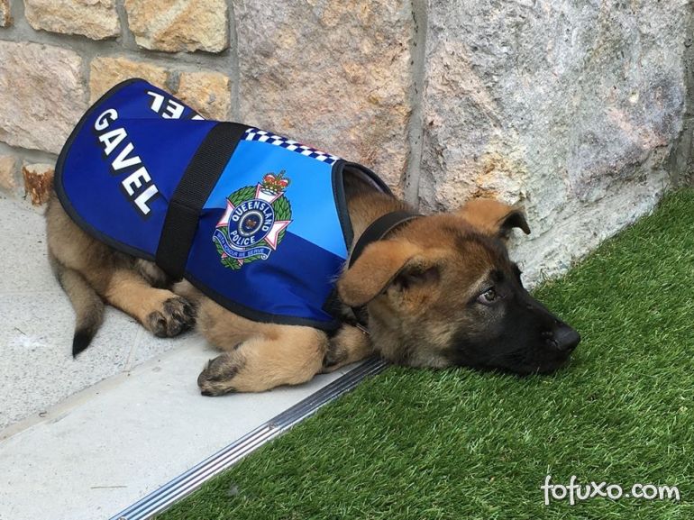 Cachorro foi dispensado da polícia por ser dócil demais