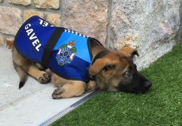 Cachorro foi dispensado da polícia por ser dócil demais