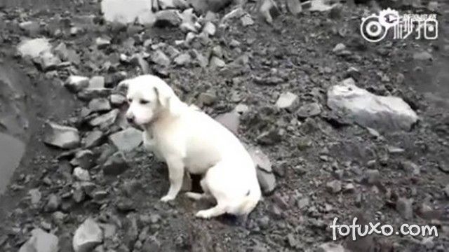 Conheça a história emocionante do cão que procura o dono entre escombros