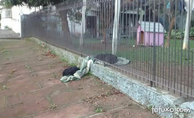 Cadela divide coberta com cão de rua e emociona a internet