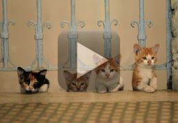 Documentário mostra a vida de gatos em Istambul