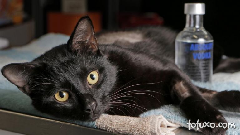 Veterinária utiliza vodca para salvar a vida de gato