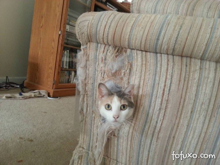 Dicas para fazer o gato parar de arranhar o sofá