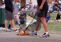 Vídeo flagra cachorro se recusando a ir embora de parque