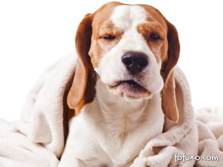 Saiba como identificar dores de cabeça em cachorros