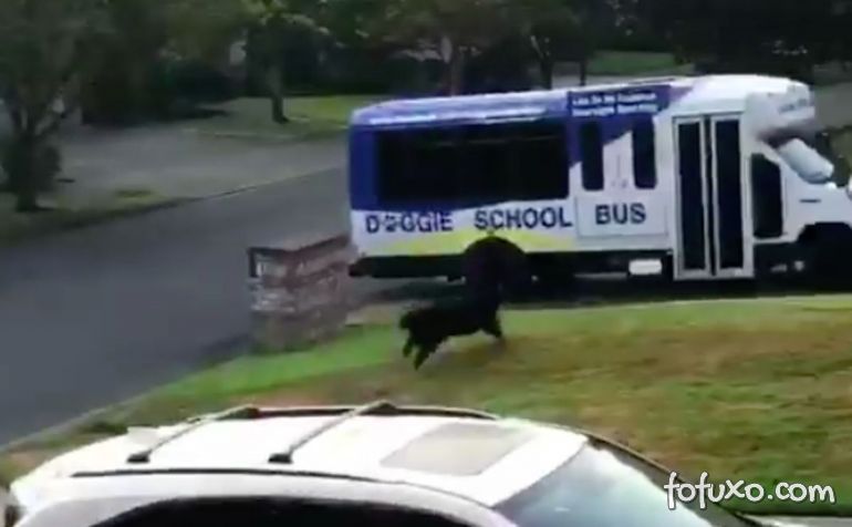 Cachorro corre e entra em ônibus escolar