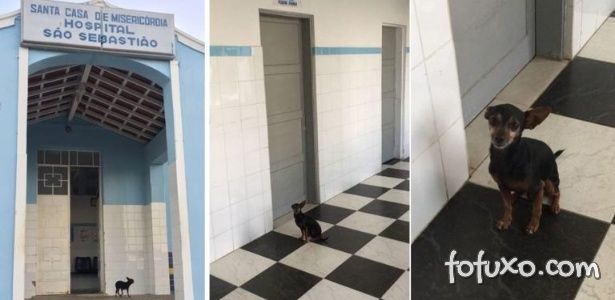 Cachorro fica três dias na porta de hospital esperando a dona