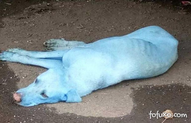 Cachorros estão ficando azuis na Índia
