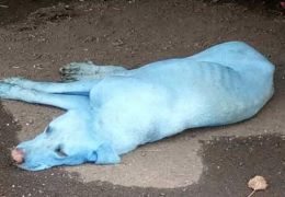Cachorros estão ficando azuis na Índia