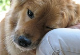Estudo explica o amor que os cachorros sentem pelos donos