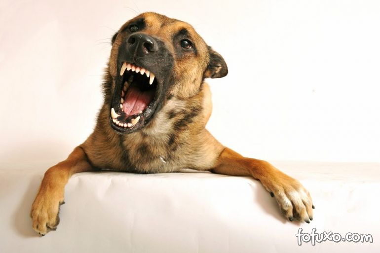 Cachorros podem sentir raiva ou indiferença dos seus donos