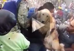 Pessoas se emocionam com resgate de cão após terremoto do México