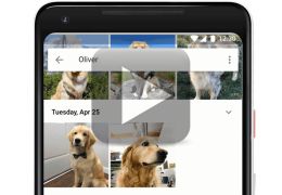 Google anuncia reconhecimento de cães e gatos no app Fotos