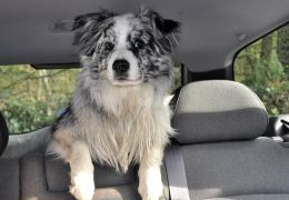 Dicas para o cachorro não enjoar no carro