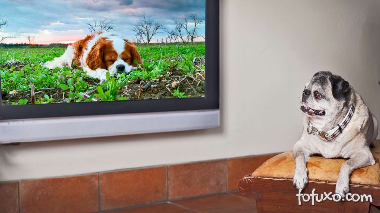 Conheça o canal de TV para cachorros que está chegando ao Brasil