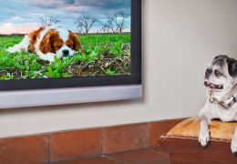 Conheça o canal de TV para cachorros que está chegando ao Brasil