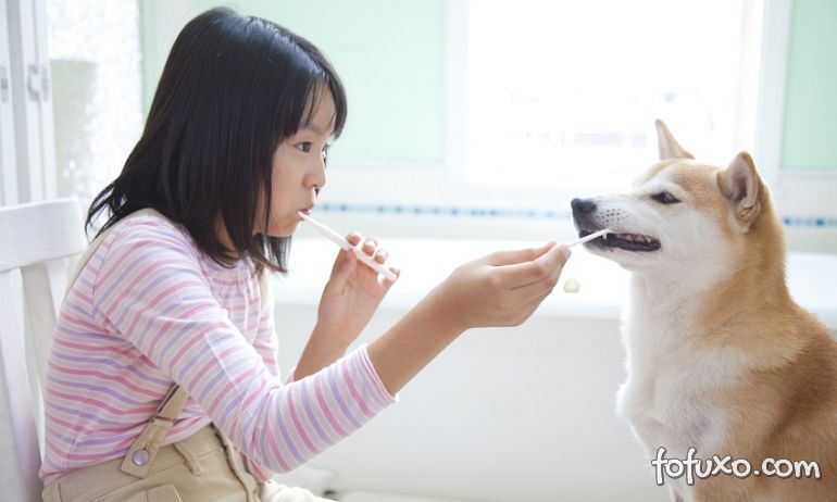 Dicas para o cachorro gostar de escovar os dentes