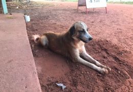 Cachorro encontra túnel que seria utilizado para fuga de detentos