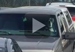 Cachorro é flagrado buzinando sem parar dentro de carro