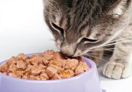 Gatos podem enjoar da comida?