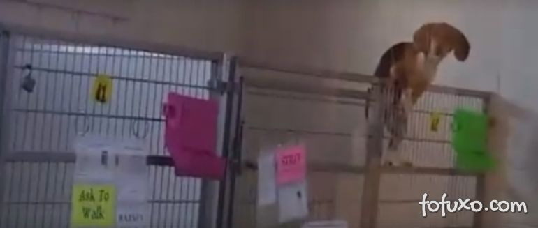 Cachorro tenta escapar de abrigo nos EUA