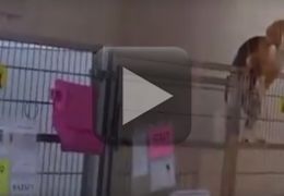 Cachorro tenta escapar de abrigo nos EUA
