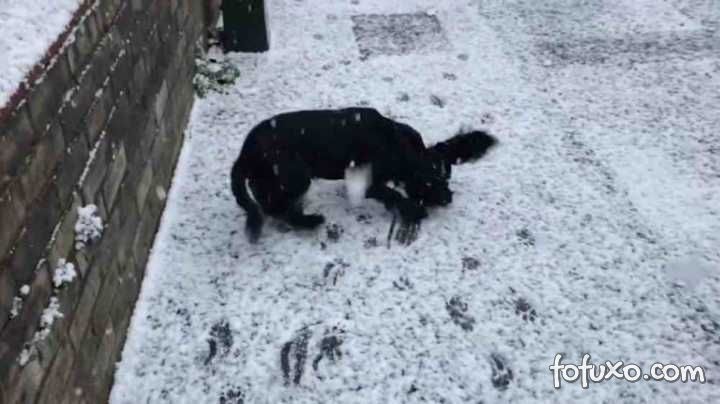 Cachorro comemora chegada da neve