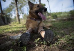 Cachorro que teve as patas mutiladas ganha próteses