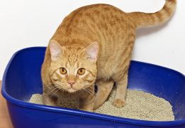 Como definir o tamanho da caixa de areia do seu gato?