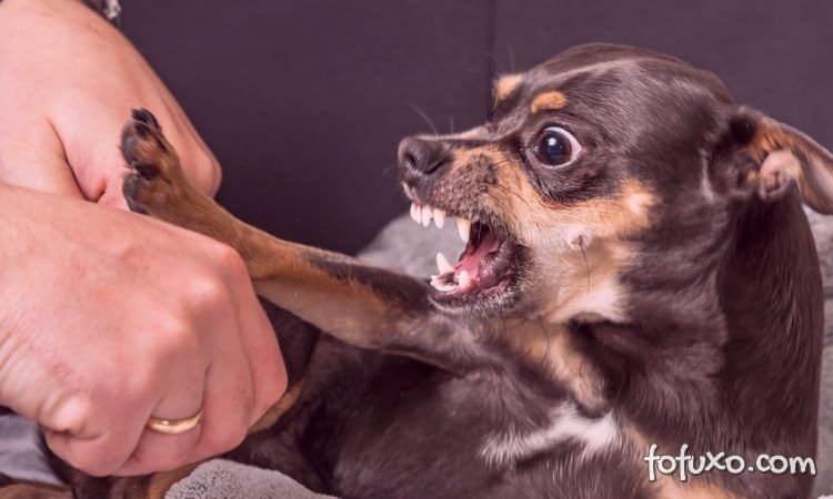 Por que alguns cachorros atacam seus donos?