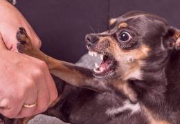 Por que alguns cachorros atacam seus donos?