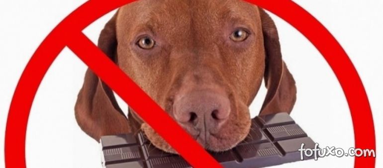 Entenda os perigos de doces e chocolate para os cães
