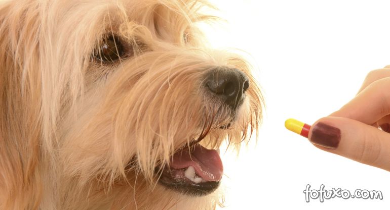 Filme oral facilita na hora de dar remédios para os cães