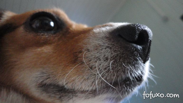 Saiba mais sobre os bigodes dos cães