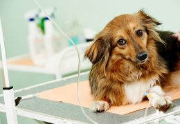Tratamentos para parada cardíaca em cães