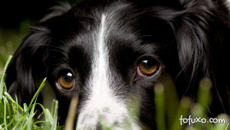 Confira algumas das principais doenças oculares dos cães