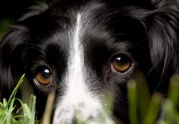 Confira algumas das principais doenças oculares dos cães