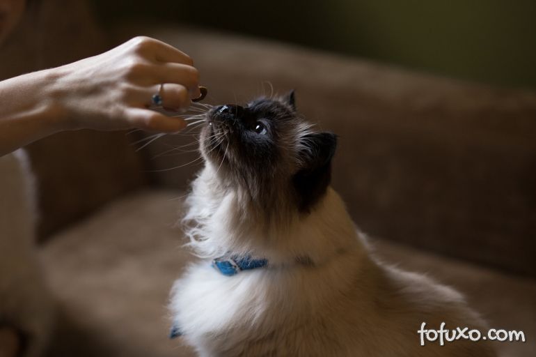 Como fazer petisco caseiro para gatos
