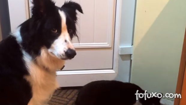 Cachorro tenta recuperar comida roubada por gato