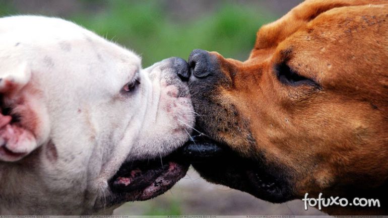 O que fazer quando os cães aparecem com ferimentos na boca?
