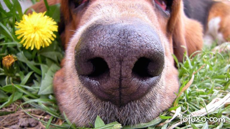 Problemas que podem ser tratados com homeopatia para cães