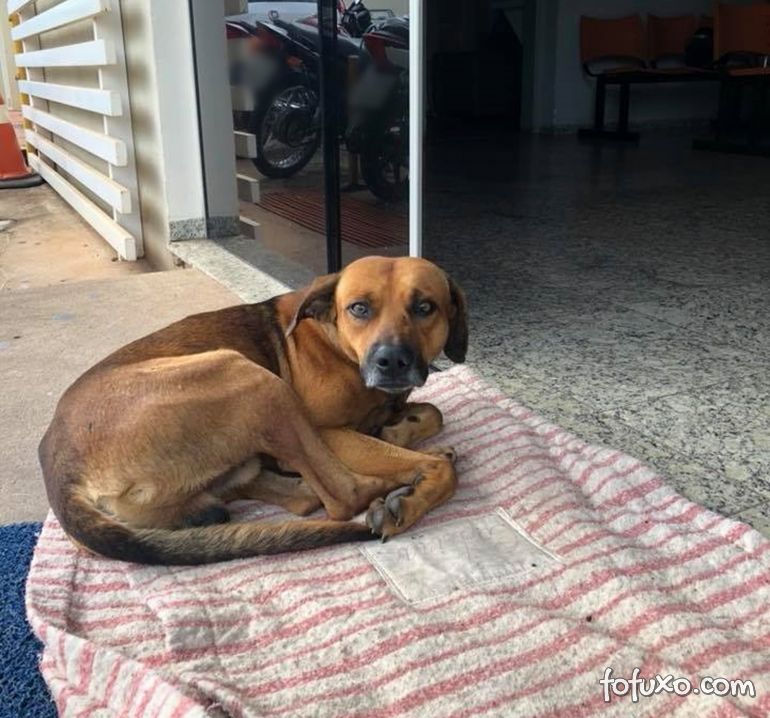Cachorro espera na frente do hospital há quatro meses por dono falecido