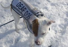 Cão surdo aprende língua de sinais