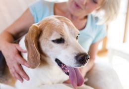 Idosos: Companhia dos cães faz bem para a saúde