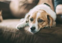 Casal é indenizado após morte do cachorro em hospedagem para pets na serra gaúch