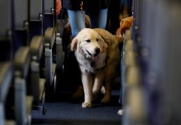 Empresa suspende transporte de cães em avião depois de fatalidade