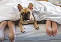 Saiba se é uma boa ideia dormir com o seu cão na cama