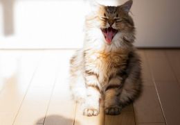 Dentes de gatos caindo: O que fazer?