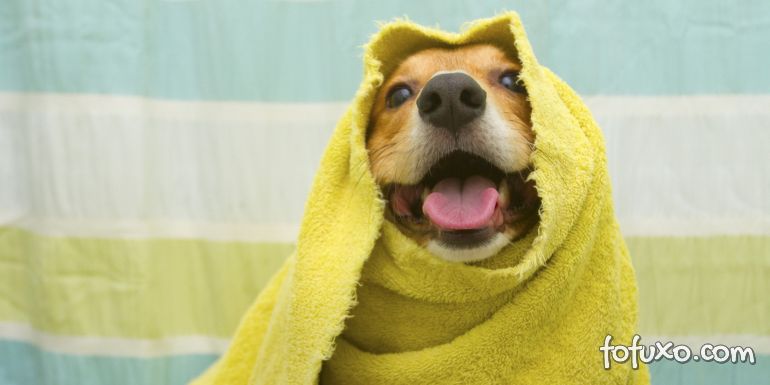 Dicas para um banho seguro nos cães